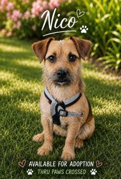 Nico -  Chihuahua Dog for Adoption in Lehigh Acres, Florida - Nico | PetCurious