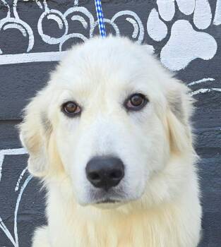 Sugar Cane -  Great Pyrenees Dog for Adoption in Newport, Tennessee - Sugar Cane | PetCurious