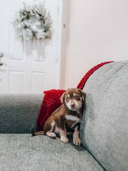 Husky Dogs Available for Adoption - Maya | PetCurious