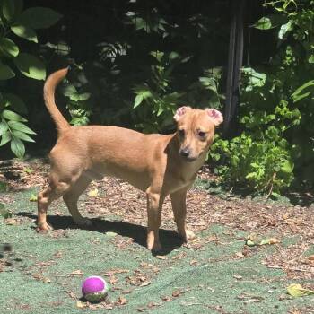 Benny -  Jack Russell Terrier and Chihuahua Dog for Adoption in Saratoga Springs, New York - Benny | PetCurious