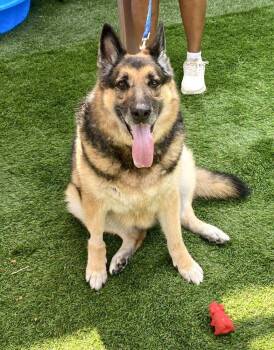 Jasnah -  Mixed Breed Dog for Adoption in Alexandria, Virginia - Jasnah | PetCurious