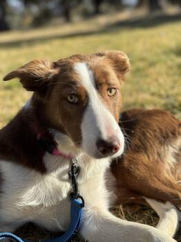 Rescue Border Collie Dogs for Adoption in Bend, Oregon - Abby | PetCurious