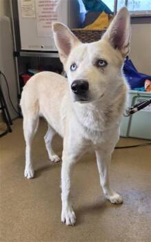DAVY -  Husky and German Shepherd Dog Dog for Adoption in San Antonio, Texas - DAVY | PetCurious