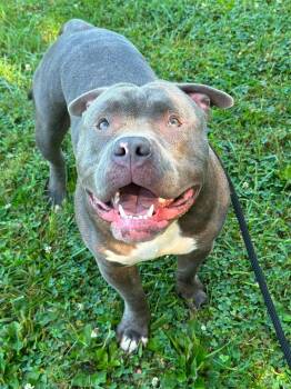 Meatball -  Pit Bull Terrier Dog for Adoption in Myerstown, Pennsylvania - Meatball | PetCurious