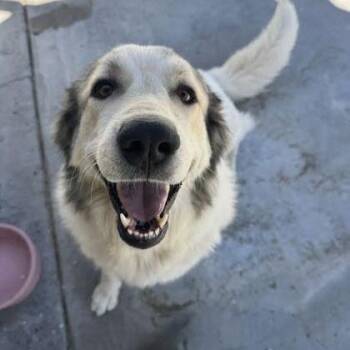 Cassie -  Anatolian Shepherd and Mixed Breed Dog for Adoption in Spokane, Washington - Cassie | PetCurious