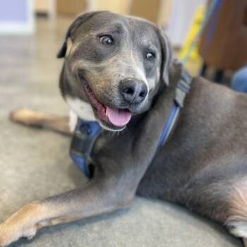 Bentley -  Mixed Breed Dog for Adoption in Tunica, Mississippi - Bentley | PetCurious
