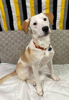 Saffron -  Labrador Retriever and Mixed Breed Dog for Adoption in Cedar Rapids, Iowa - Saffron | PetCurious