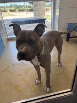 Blade -  Pit Bull Terrier and Mixed Breed Dog for Adoption in North Richland Hills, Texas - Blade | PetCurious