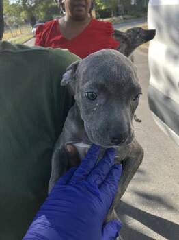 DON -  Mixed Breed Dog for Adoption in Dallas, Texas - DON | PetCurious