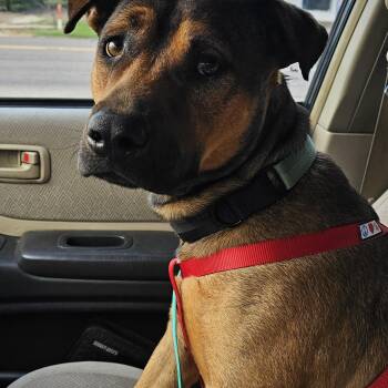 Rescue Pit Bull Terrier Dogs for Adoption in Ocoee, Florida - Chill Bill | PetCurious