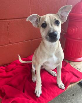 Rescue Black Mouth Cur and Terrier Dogs for Adoption in Pensacola, Florida - Dayze | PetCurious