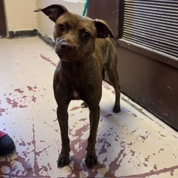 Terrier Dogs Available for Adoption - Dog 02/12/2026 | PetCurious