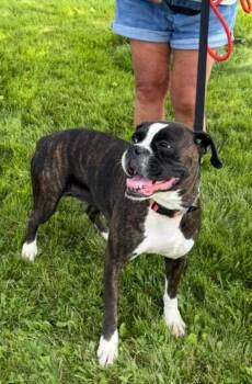 Riley -  Boxer Dog for Adoption in Hamburg, New York - Riley | PetCurious