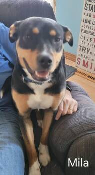 Mila -  Mixed Breed Dog for Adoption in Sioux Falls, South Dakota - Mila | PetCurious
