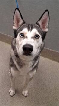 Siberian Husky Dogs Available for Adoption in Las Vegas, Nevada - KODA | PetCurious