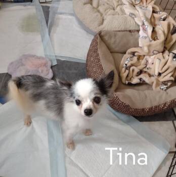 Tina -  Chihuahua Dog for Adoption in Sioux Falls, South Dakota - Tina | PetCurious