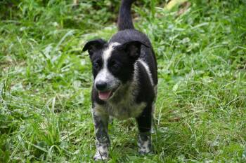 Blackie -  Cattle Dog Dog for Adoption in Aurora, Illinois - Blackie | PetCurious