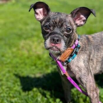 Teefers -  Rat Terrier and Mixed Breed Dog for Adoption in Northville, Michigan - Teefers | PetCurious