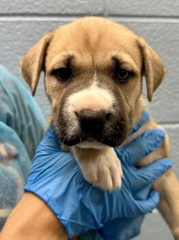 Becca -  Mixed Breed Dog for Adoption in Wichita, Kansas - Becca | PetCurious