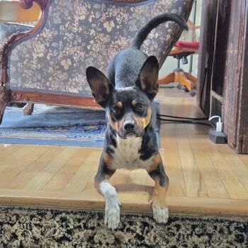 Cattle Dog and Rat Terrier Dogs Available for Adoption in Boulder, Colorado - Ziggy | PetCurious