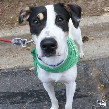 Jack Russell Terrier and Coonhound Dogs Available for Adoption in Washington, District Of Columbia - Bugatti | PetCurious