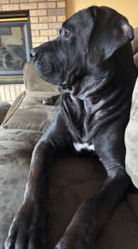 Hagrid -  Mastiff Dog for Adoption in Larkspur, Colorado - Hagrid | PetCurious
