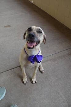 Labrador Retriever Dogs Available for Adoption in Mckinney, Texas - Ruger Lynn | PetCurious