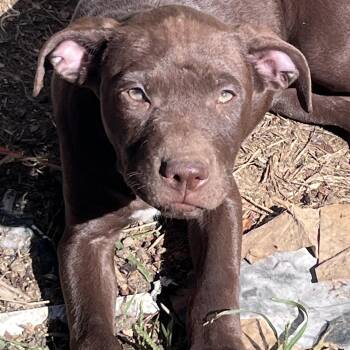 BELL -  Chocolate Labrador Retriever Dog for Adoption in Chicopee, Massachusetts - BELL | PetCurious