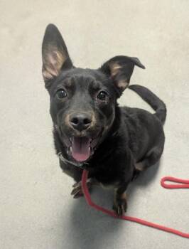 Australian Cattle Dog Blue Heeler Dogs Available for Adoption in Salt Lake City, Utah - Ariah | PetCurious