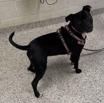 Flicka -  Pit Bull Terrier and Mixed Breed Dog for Adoption in Kansas City, Missouri - Flicka | PetCurious