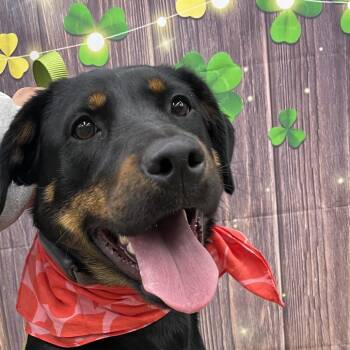 Rottweiler and Mixed Breed Dogs Available for Adoption - Nova | PetCurious