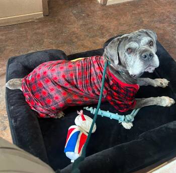 Cane Corso Dogs Available for Adoption - Wilma | PetCurious