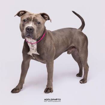 Terrier Dogs Available for Adoption in Tampa, Florida - Rocco | PetCurious