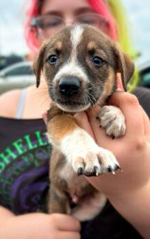 Charli -  Bluetick Coonhound Dog for Adoption in Colorado Springs, Colorado - Charli | PetCurious
