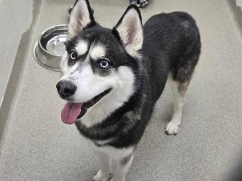 Siberian Husky and Mixed Breed Dogs Available for Adoption in Omaha, Nebraska - MERENGUE | PetCurious