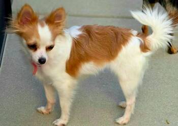 Rosie $500 -  Chihuahua Dog for Adoption in West Milwaukee, Wisconsin - Rosie $500 | PetCurious