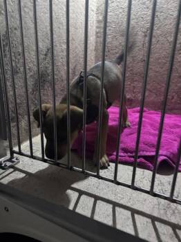 A480600 -  German Shepherd Dog and Mixed Breed Dog for Adoption in Oklahoma City, Oklahoma - A480600 | PetCurious