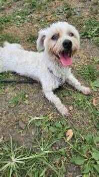 Frosted Flakes -  Mixed Breed Dog for Adoption in West Chester, Pennsylvania - Frosted Flakes | PetCurious