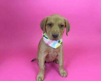 Chocolate -  Shepherd and Chow Chow Dog for Adoption in Phoenix, Arizona - Chocolate | PetCurious