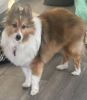 Shetland Sheepdog Sheltie Dogs Available for Adoption - Buddy | PetCurious