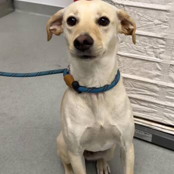 Margo -  Yellow Labrador Retriever and Mixed Breed Dog for Adoption in Portland, Oregon - Margo | PetCurious