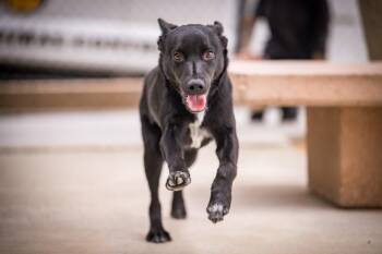 Shorty -  Terrier and Australian Cattle Dog Blue Heeler Dog for Adoption in Twentynine Palms, California - Shorty | PetCurious