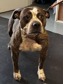 Rescue American Bully Dogs for Adoption in Berea, Kentucky - Tequila | PetCurious