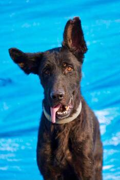 RILEY -  German Shepherd Dog Dog for Adoption in Toronto, Ontario - RILEY | PetCurious