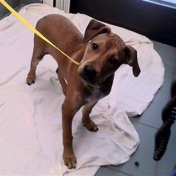 Ray Ray -  Pit Bull Terrier and Labrador Retriever Dog for Adoption in Nashville, Tennessee - Ray Ray | PetCurious