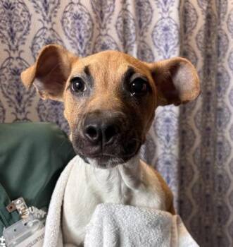 Kolohe -  Mixed Breed Dog for Adoption in Honolulu, Hawaii - Kolohe | PetCurious