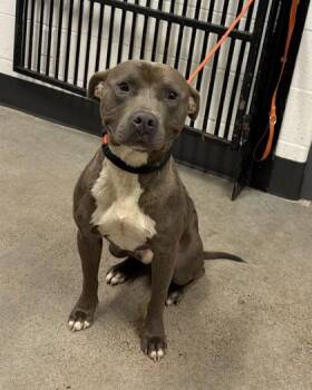 Goosebump -  Pit Bull Terrier Dog for Adoption in Cleveland, Ohio - Goosebump | PetCurious