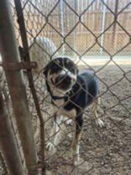 Rescue Shepherd Dogs for Adoption in Joshua, Texas - Bill Bo | PetCurious