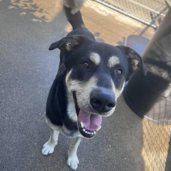 Black Labrador Retriever and Alaskan Malamute Dogs Available for Adoption in Shelton, Washington - Diesel  | PetCurious