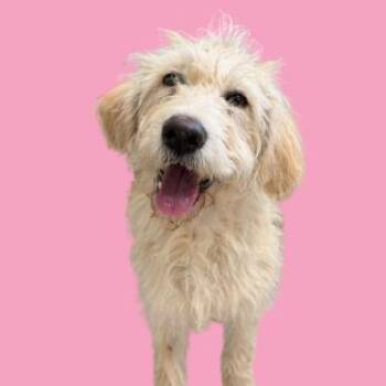 Yellow Labrador Retriever and Poodle Dogs Available for Adoption - Kiko | PetCurious